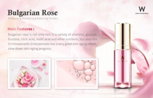 Read more about the article Bulgarian Rose
